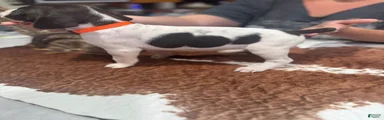 German Shorthaired Pointer 8