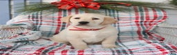 Labrador Retriever dogs for sale: Samson - Ad 3