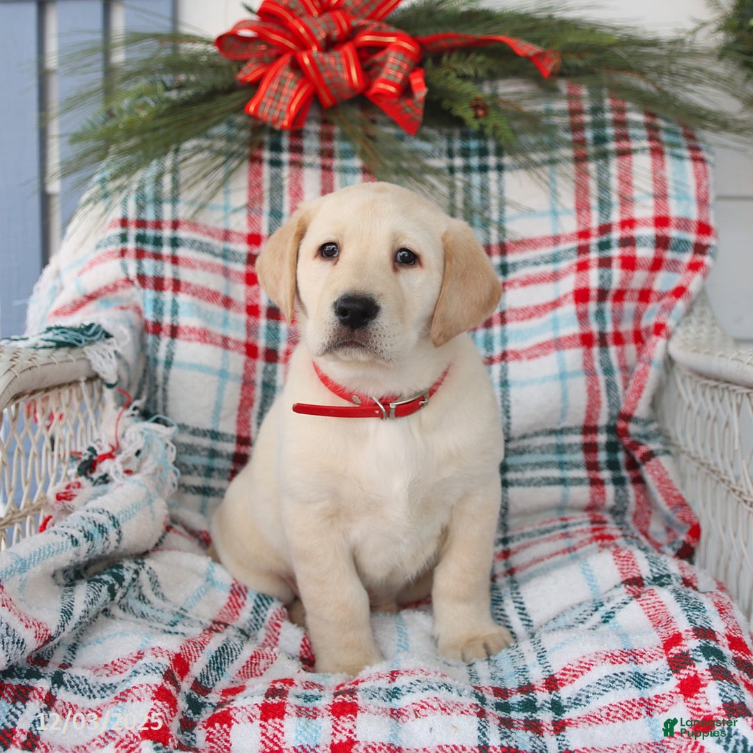 Labrador Retriever dogs for sale: Samson - Ad 3