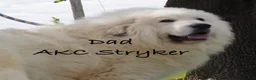Great Pyrenees dogs for sale: Sesame - Ad 5