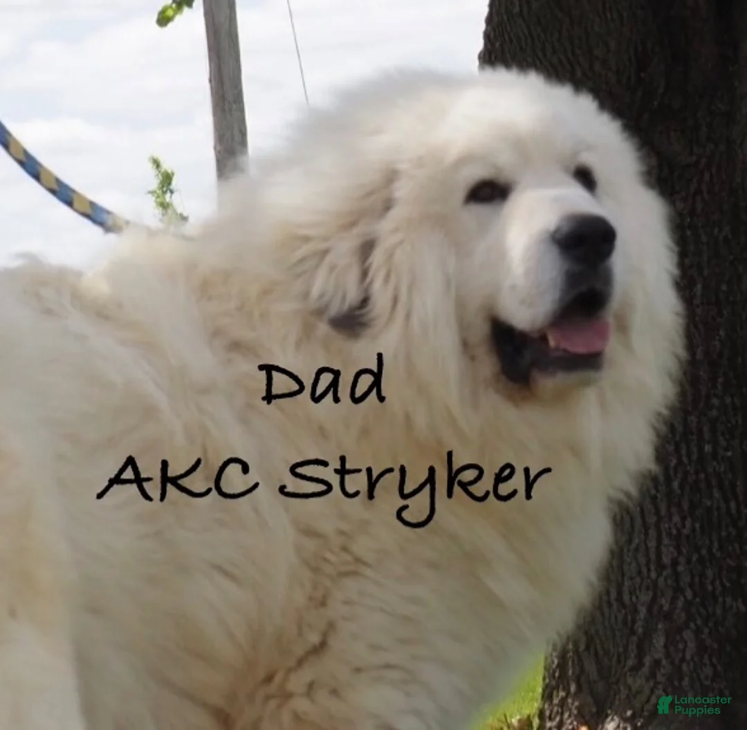 Great Pyrenees dogs for sale: Sesame - Ad 5