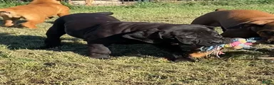 South African Boerboels 3