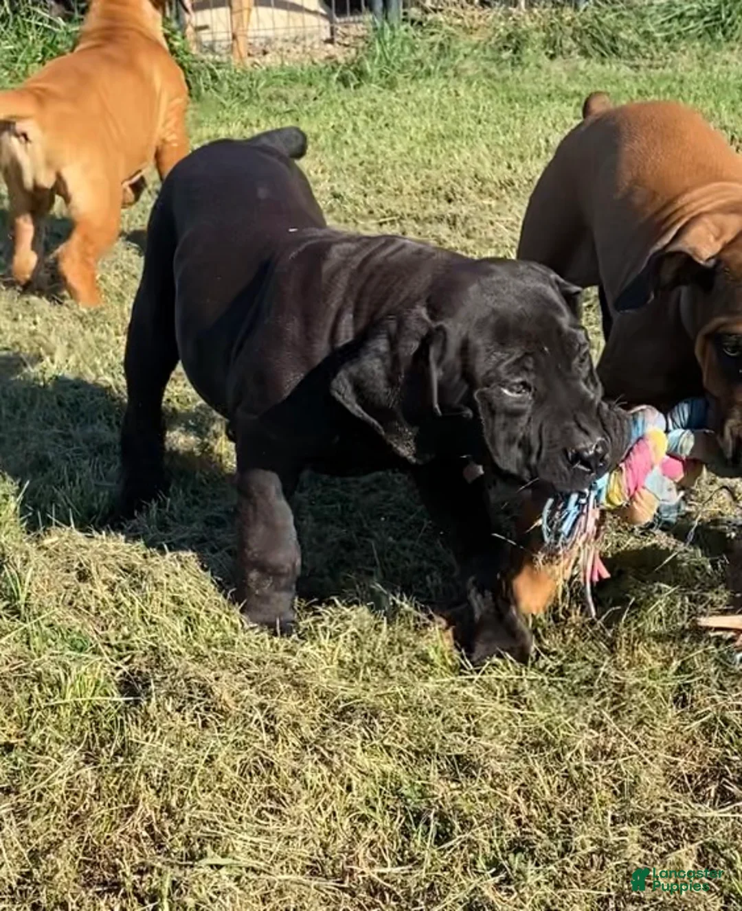 South African Boerboels dogs for sale: South African Boerboels 3 - Ad 1
