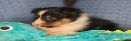 Shetland Sheepdog dogs for sale: Detroit  - Ad 14