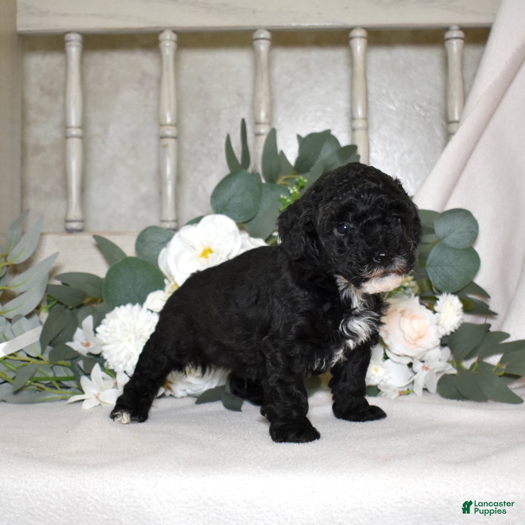 Miniature Poodle dogs for sale: Jasper  - Ad 6