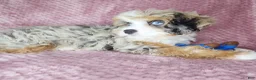 Cavapoo dogs for sale: Cavapoo 1 - Ad 3