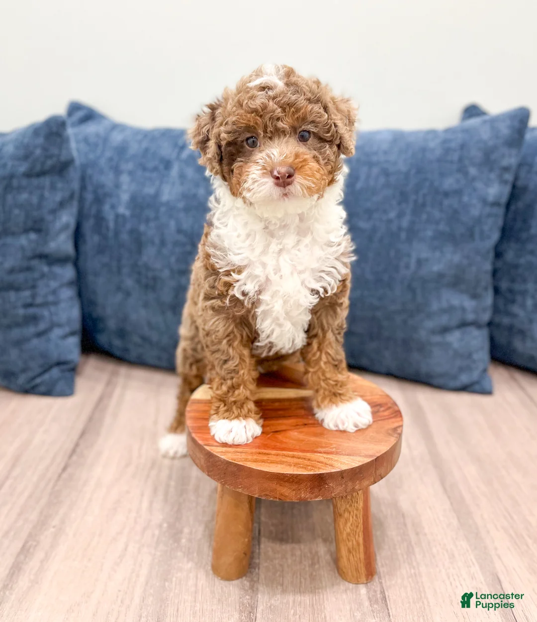 Mini Goldendoodle dogs for sale: Lady - Ad 2