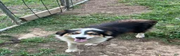 Mixed Breed dogs for sale: Mixed Breed 4 - Ad 3