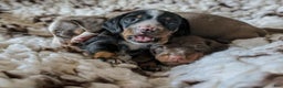 Miniature Dachshund dogs for sale: Miniature Dachshund Puppy 1 - Ad 1