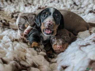 Miniature Dachshund dogs Miniature Dachshund Puppy 1 - Ad 37