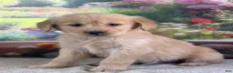 Golden Retriever dogs for sale:  Penn - Ad 3