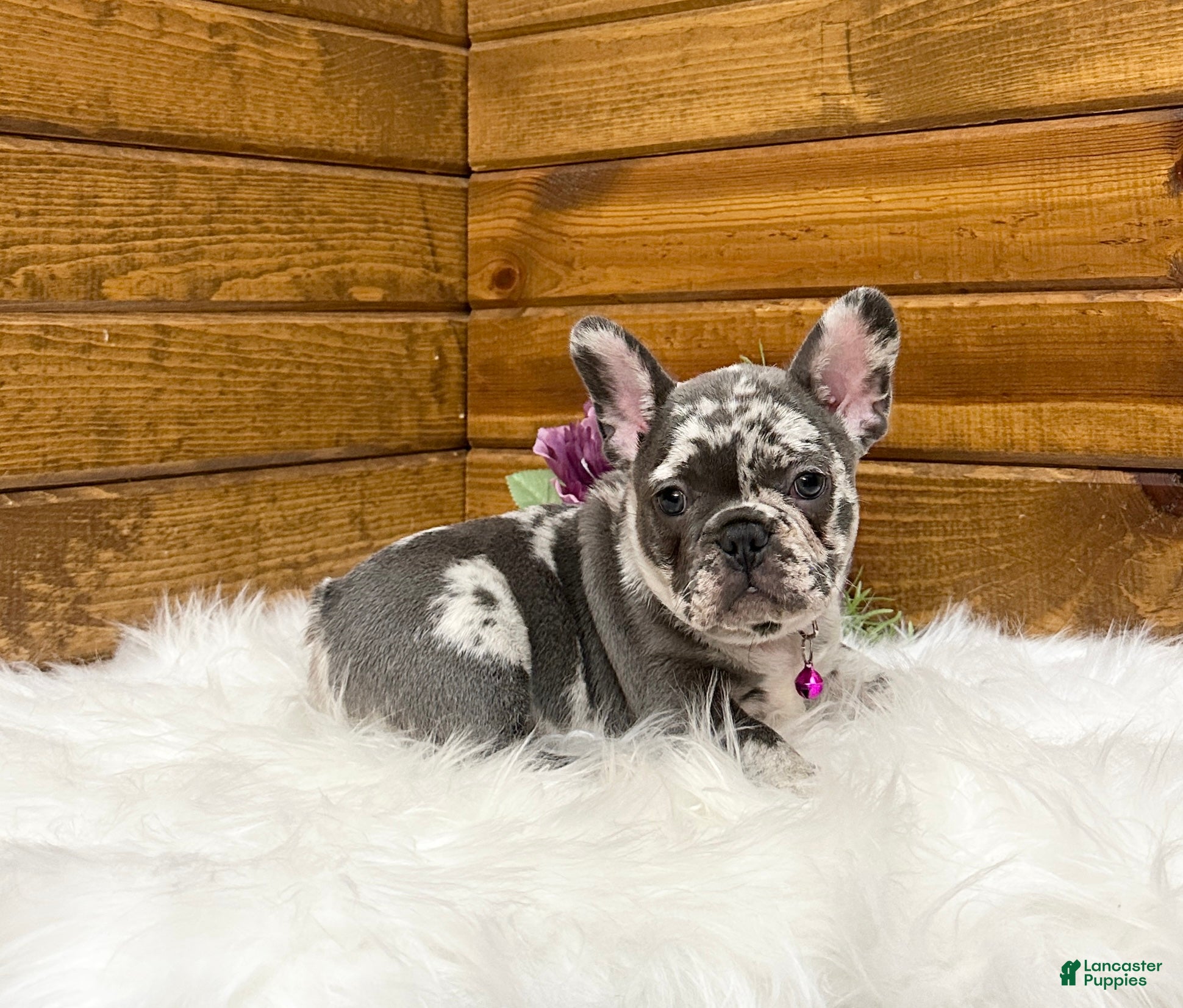 French Bulldog dogs Bailey - Ad 1