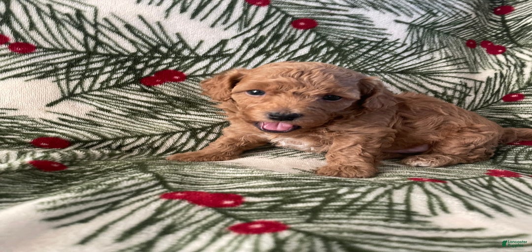 Gallery Image {{count}}