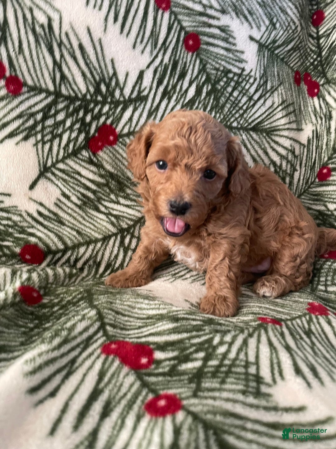 Gallery Image {{count}}