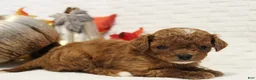 Cavapoo dogs for sale: Pecan - Ad 2