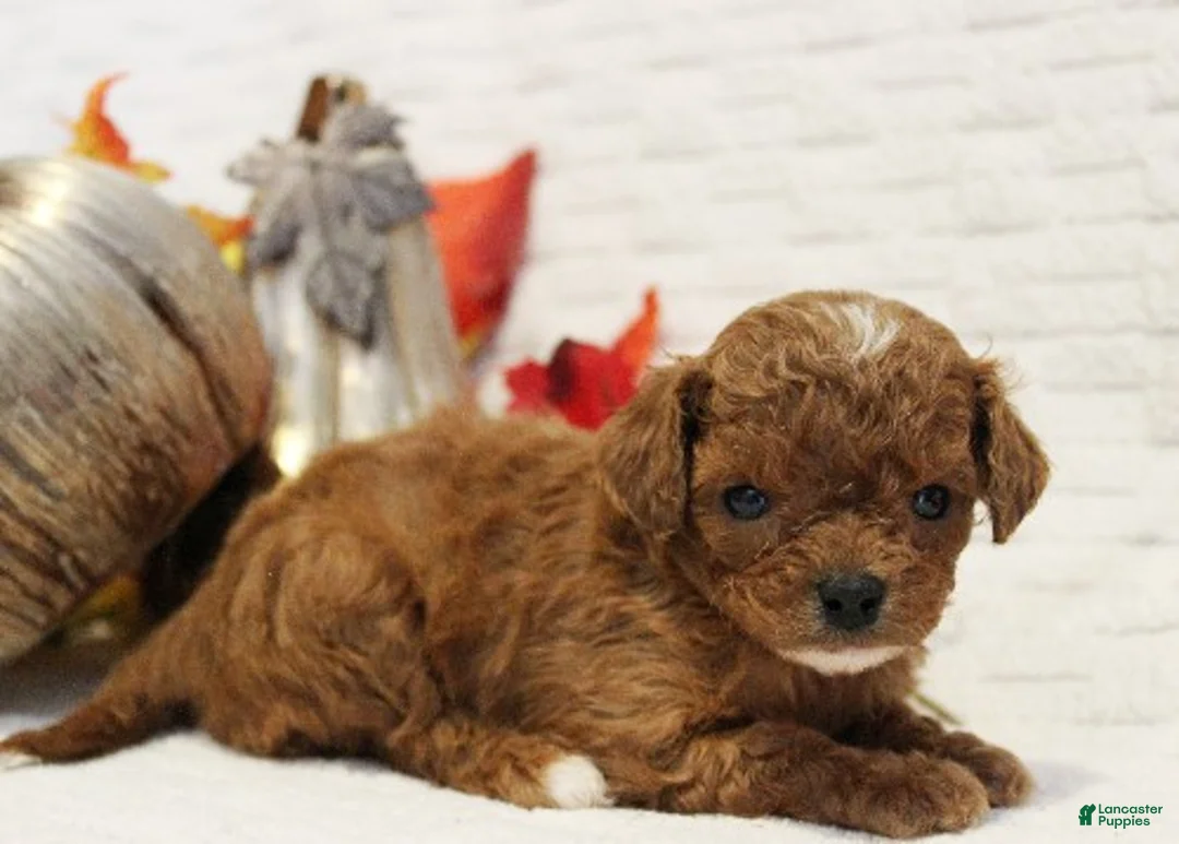 Cavapoo dogs for sale: Pecan - Ad 2