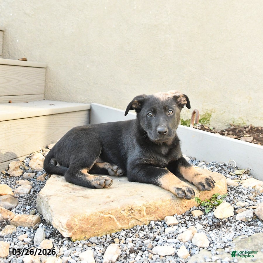 Mixed Breed dogs Sadie - Ad 1