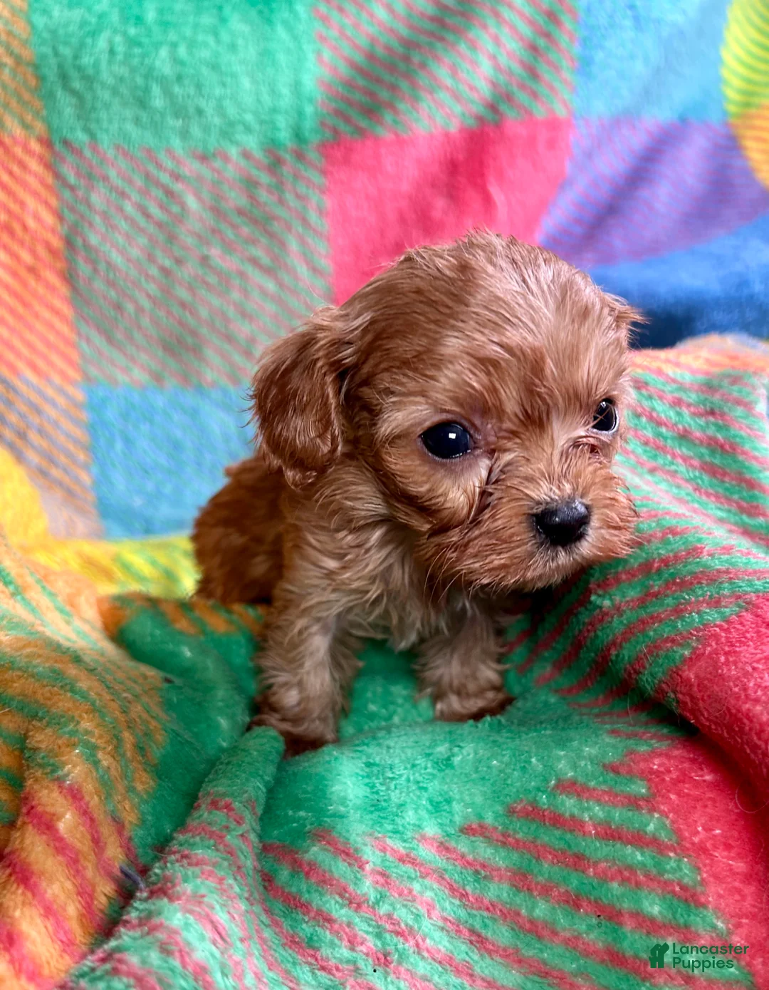 Cavapoo dogs for sale: Lil Ben - Ad 1