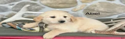 Golden Retriever dogs for sale: Abel - Ad 1
