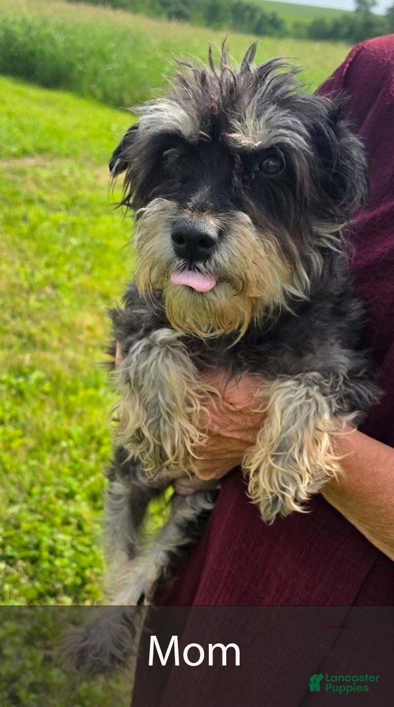 Miniature Schnauzer dogs for sale: Alice - Ad 9