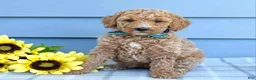 Goldendoodle dogs for sale: Harper  - Ad 5