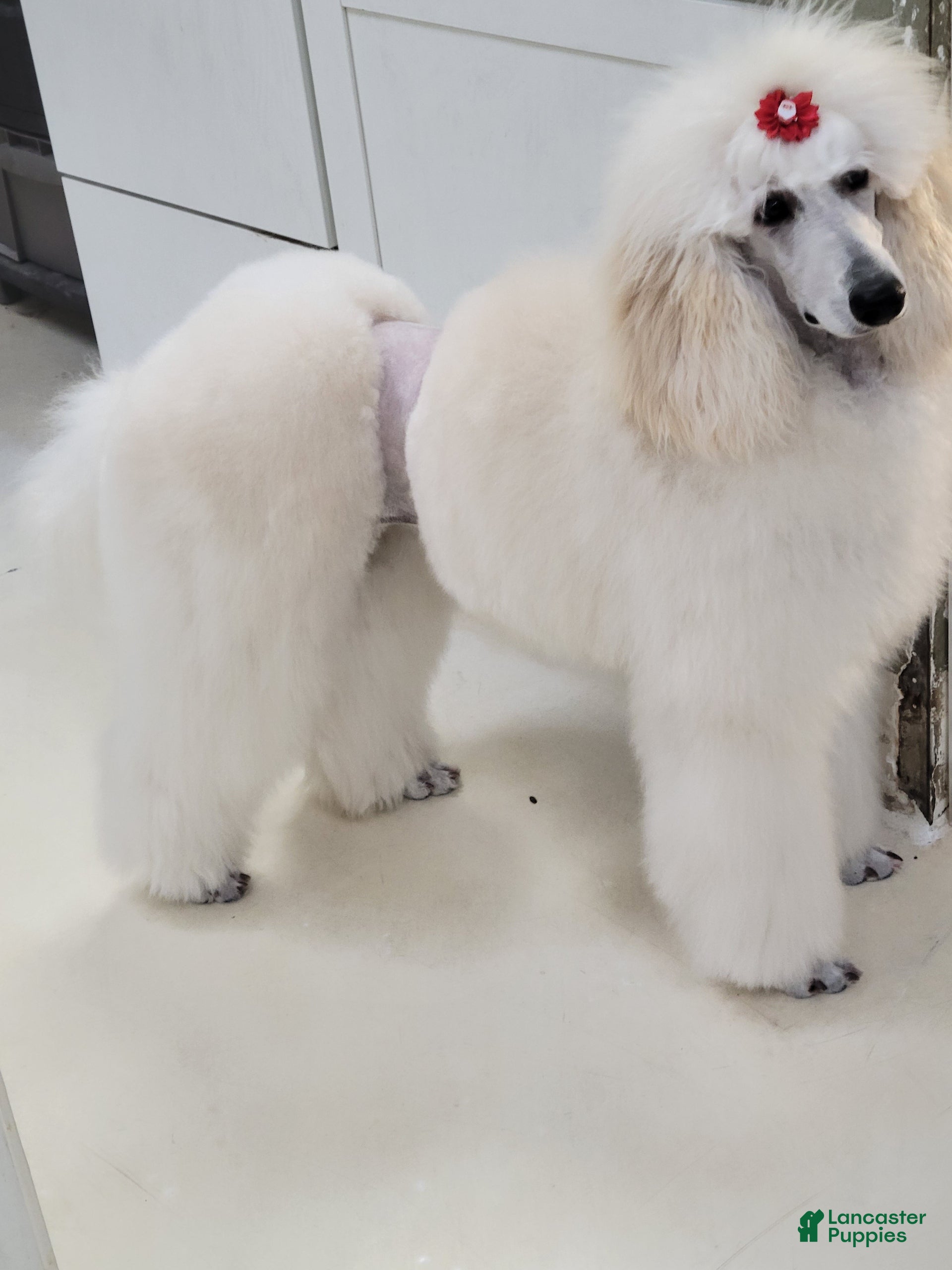 Standard Poodle dogs Standard Poodle Puppy 6 - Ad 2