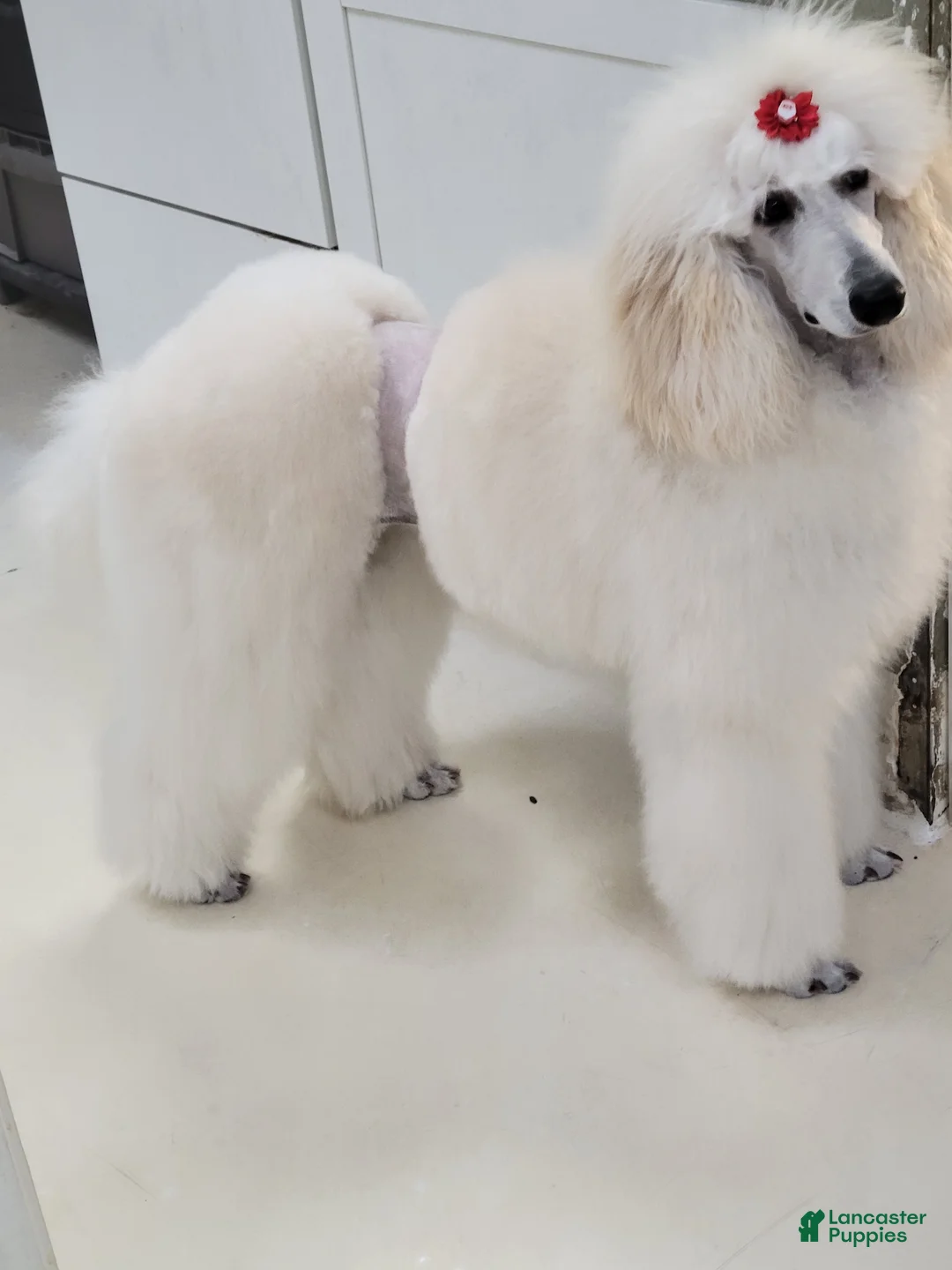 Standard Poodle dogs for sale: Standard Poodle Puppy 1 - Ad 2