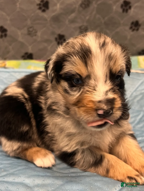 Australian Shepherd dogs Kane - Ad 1