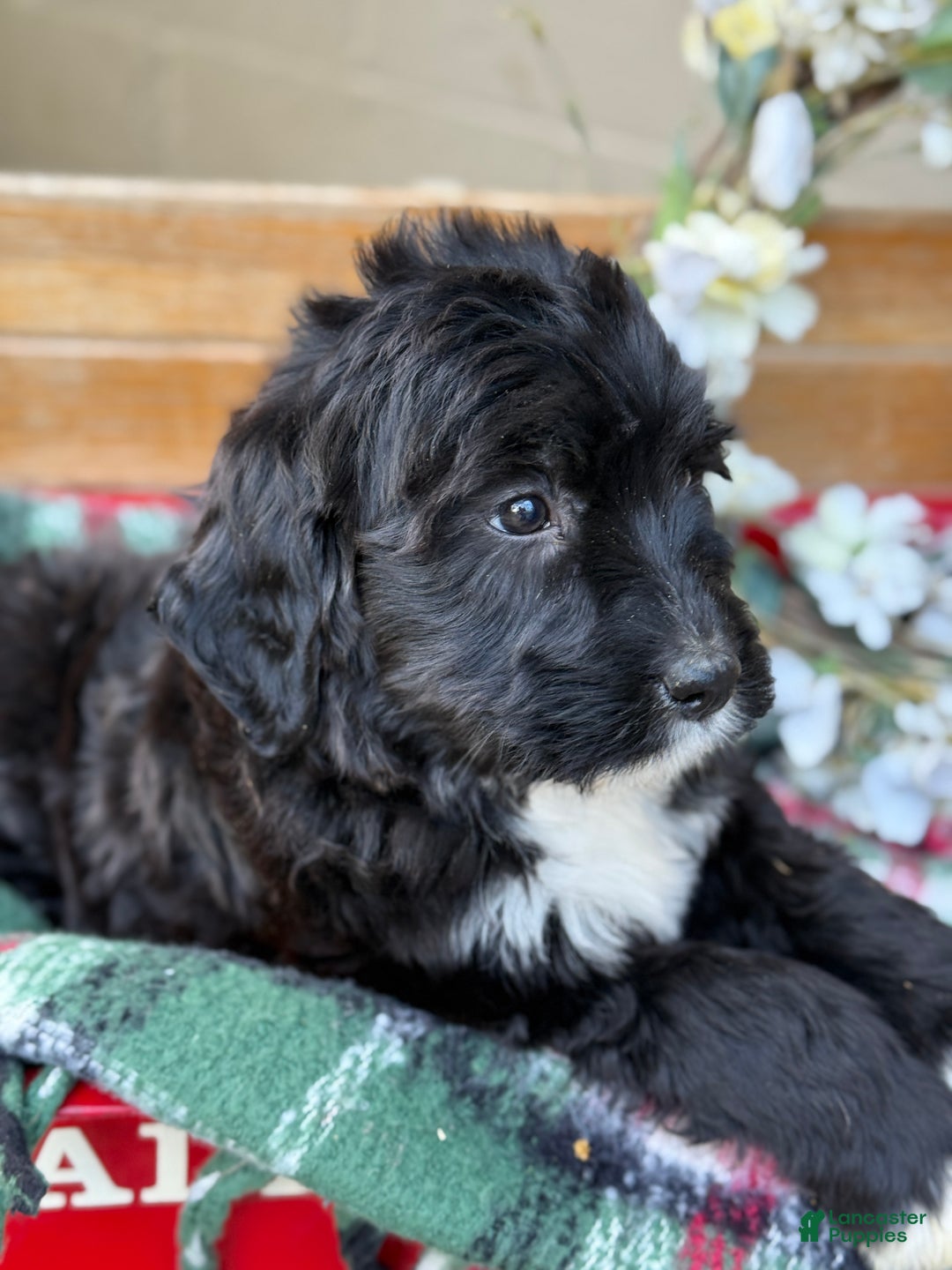 Mixed Breed dogs for sale: Raine - Ad 9