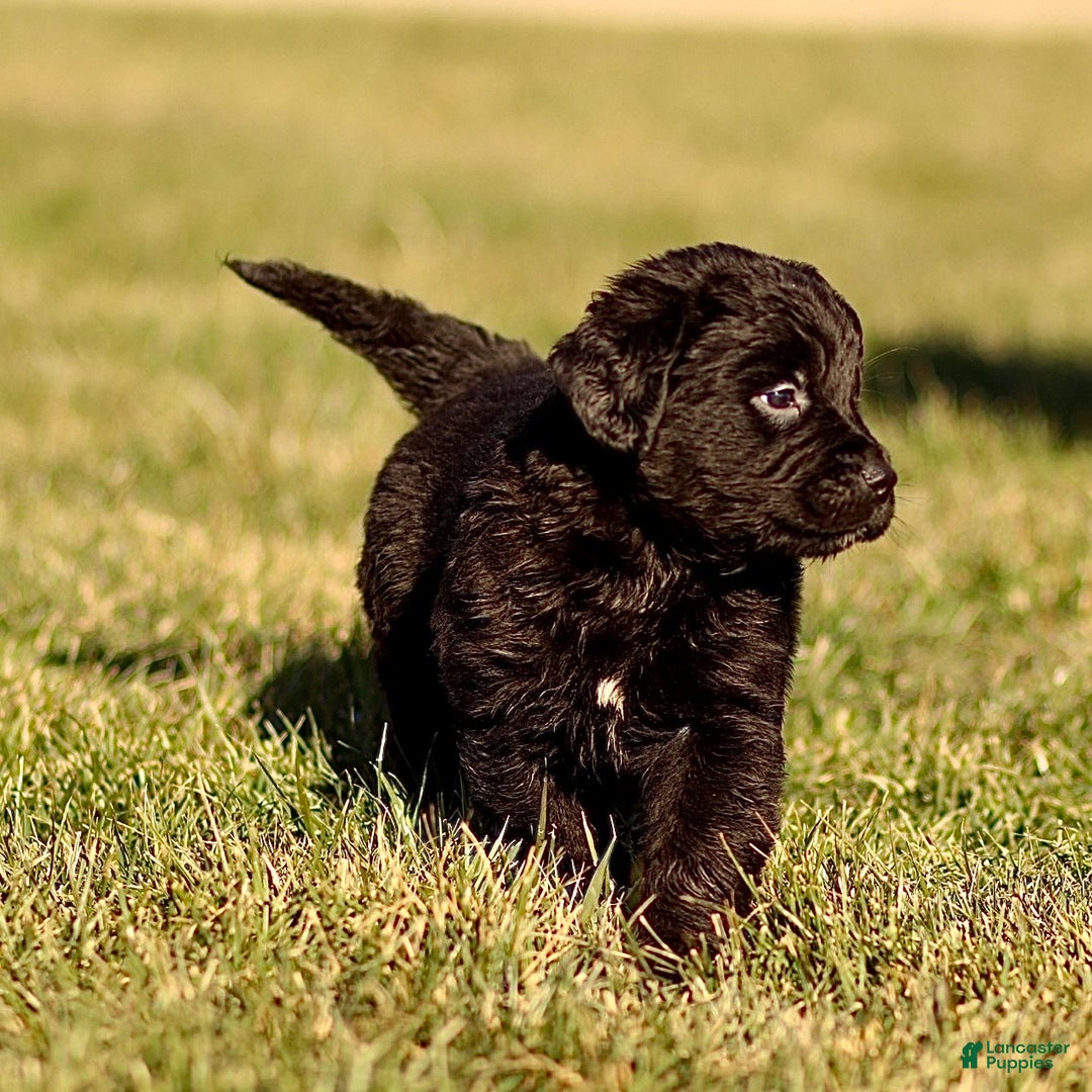 Mixed Breed dogs for sale: Lincoln - Ad 4