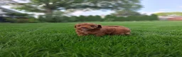 Toy Poodle dogs for sale: Tinker - Ad 3