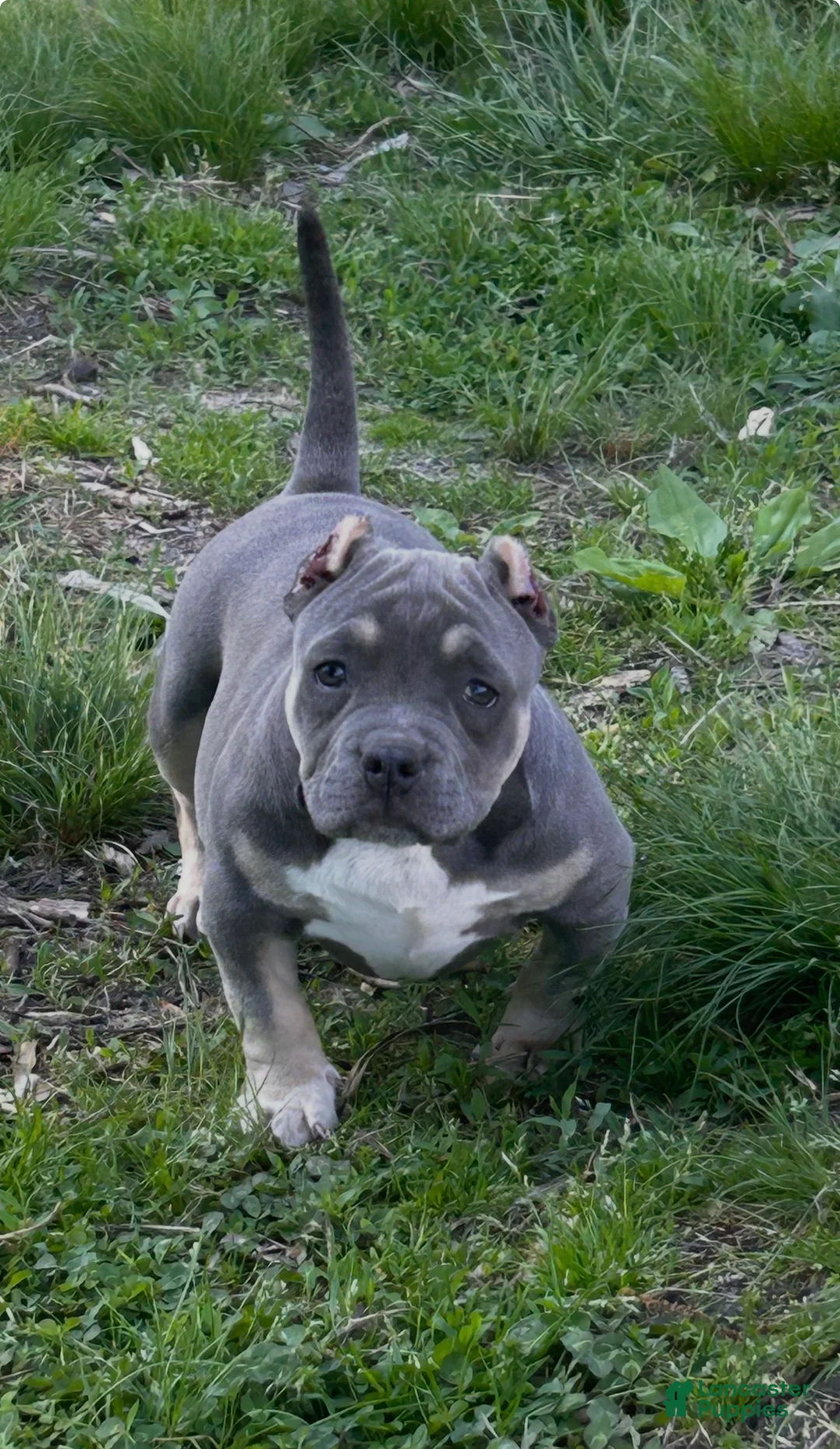 American Bully dogs for sale: Diva - Ad 2
