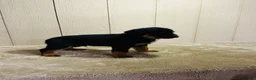 Rottweiler dogs for sale: Rottweiler 1 - Ad 4