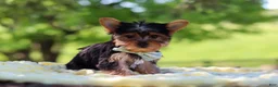 Yorkshire Terrier dogs for sale: Drake - Ad 2