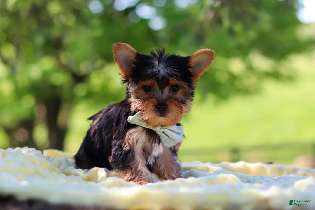 Yorkshire Terrier dogs for sale: Drake - Ad 2