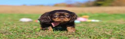 Cavalier King Charles Spaniel dogs for sale: Cooper - Ad 5