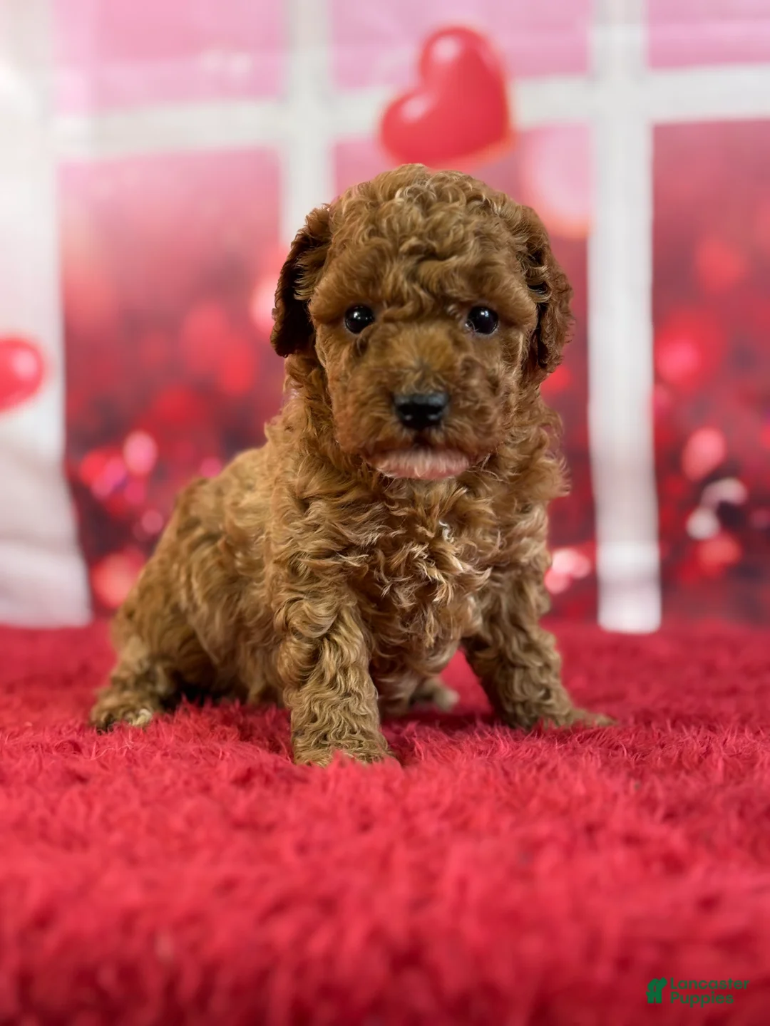 Miniature Poodle dogs for sale: Hazel - Ad 4