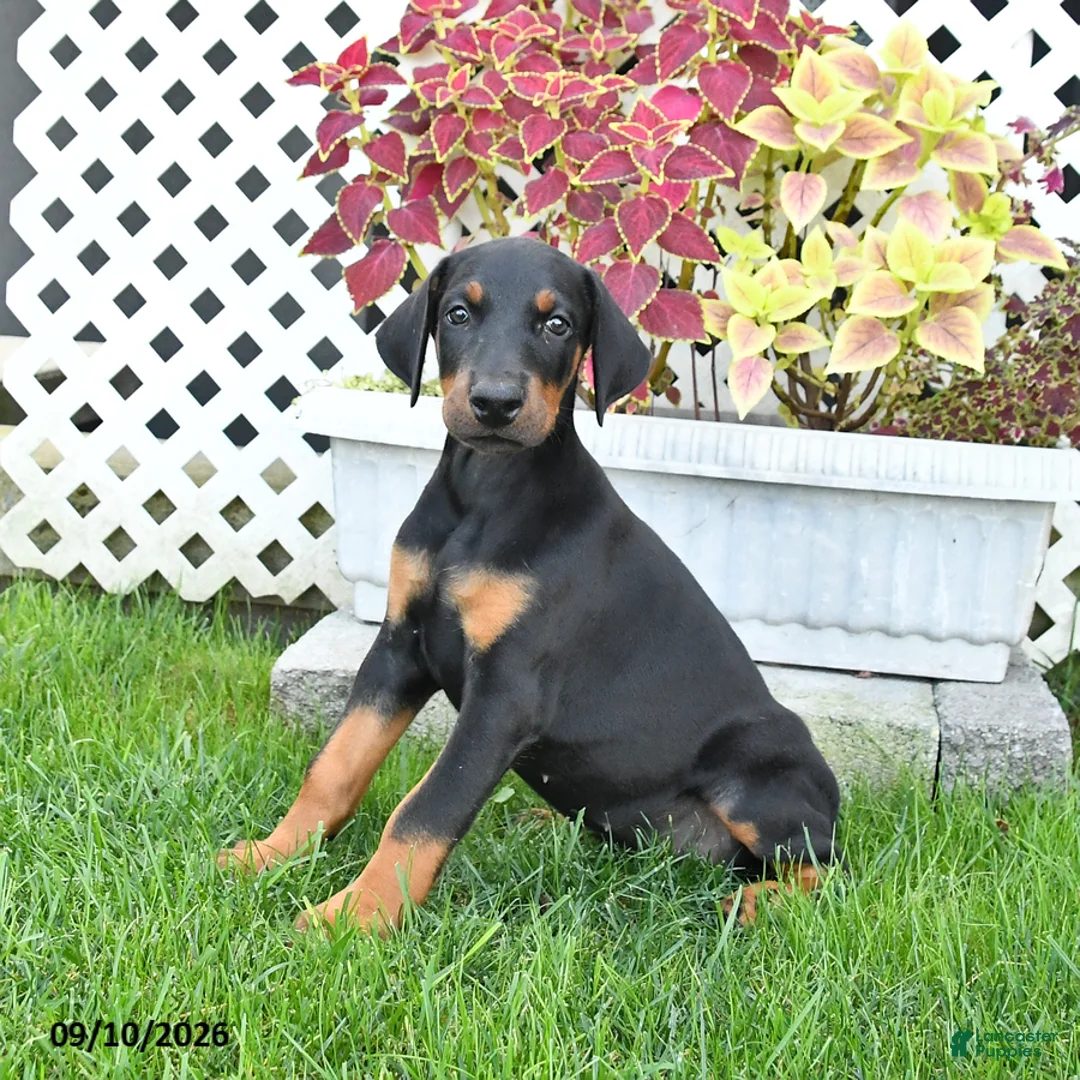 Doberman Pinscher dogs for sale: Penny - Ad 1