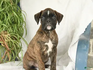Boxer dogs for sale: Frank - Ad 3