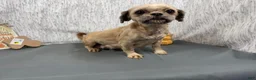 Shih Tzu dogs for sale: Shih Tzu 2 - Ad 4