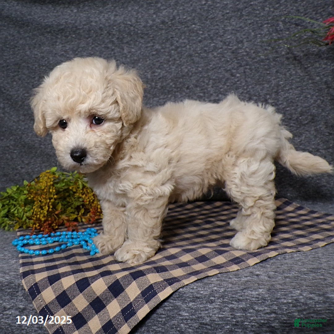 Bichpoo dogs for sale: Tator - Ad 3