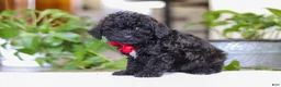 Miniature Poodle dogs for sale: Leo - Ad 3