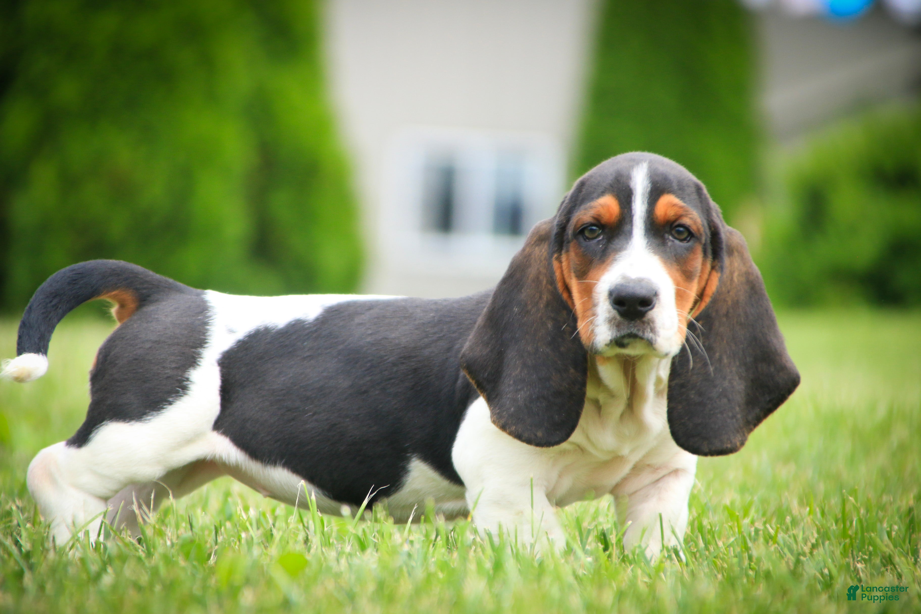 Basset Hound dogs Morgan - Ad 1