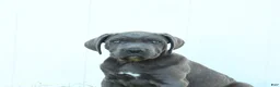 Cane Corso dogs for sale: Roman - Ad 3