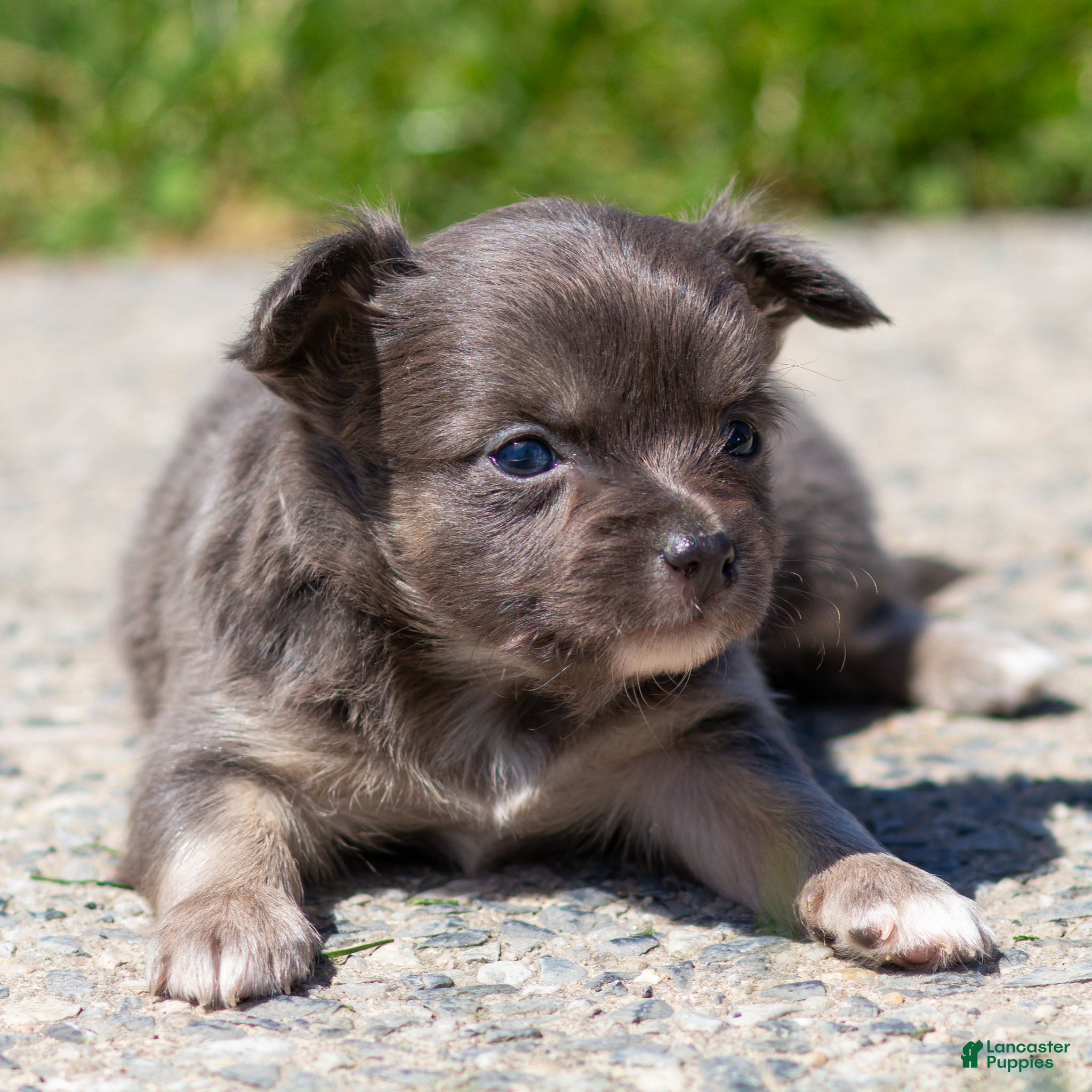 Chihuahua dogs Waylon Chihuahua Puppy  - Ad 1