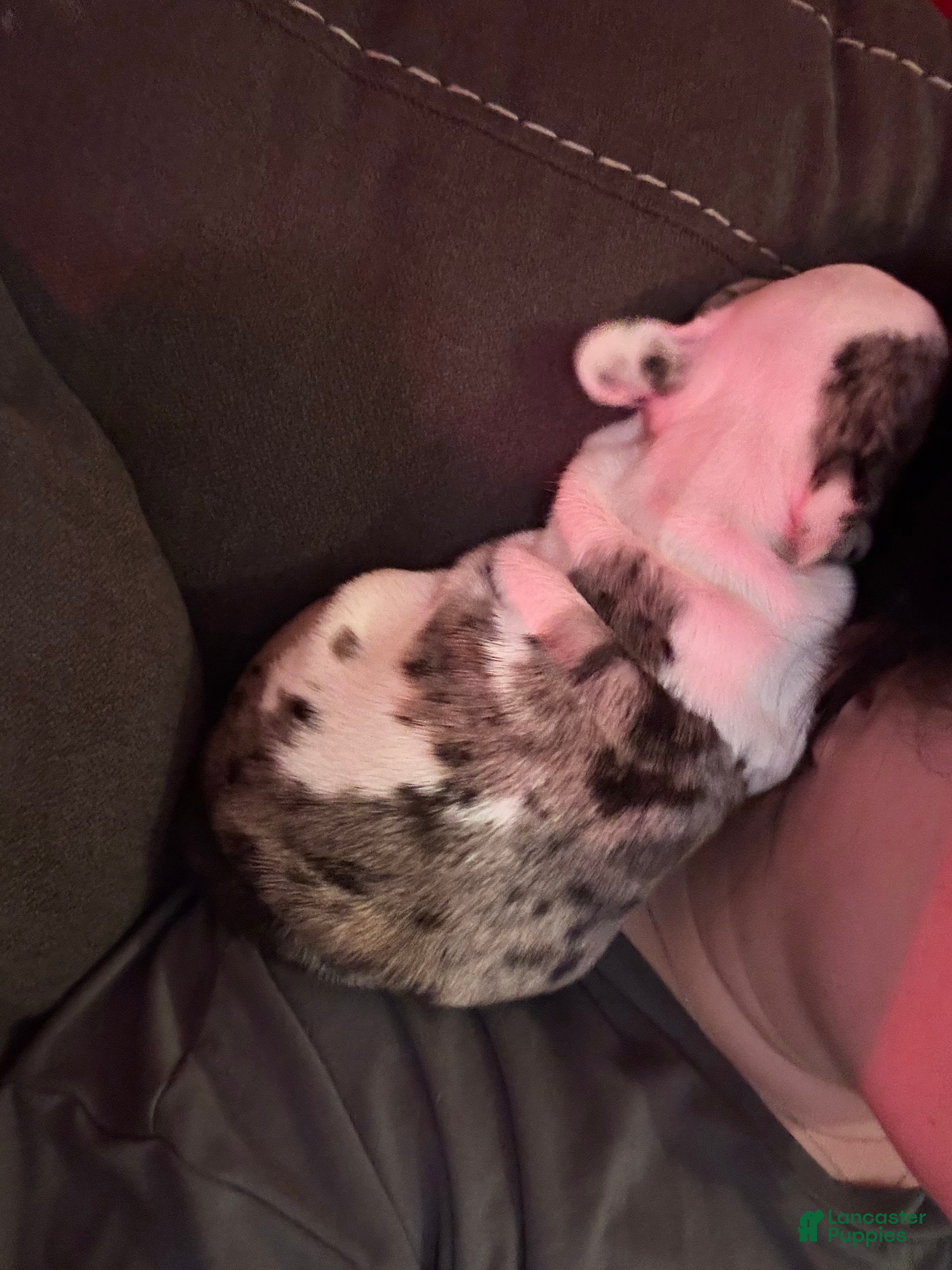 French Bulldog dogs Charlotte "Char"  - Ad 2