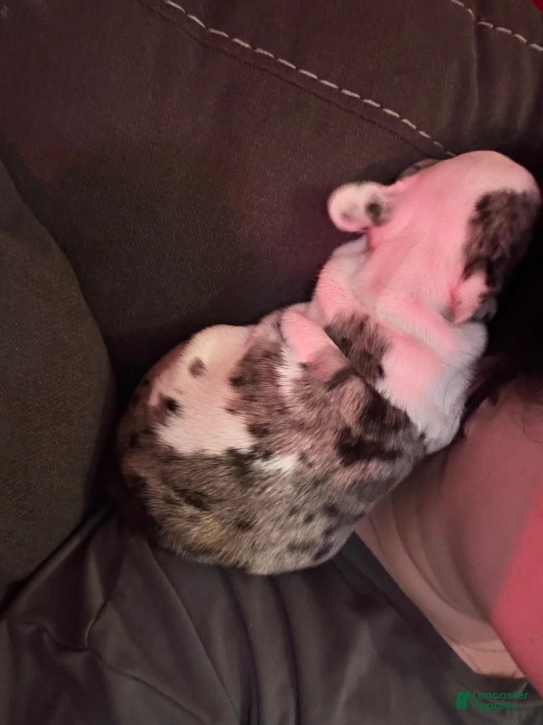 French Bulldog dogs for sale: Charlotte "Char"  - Ad 2