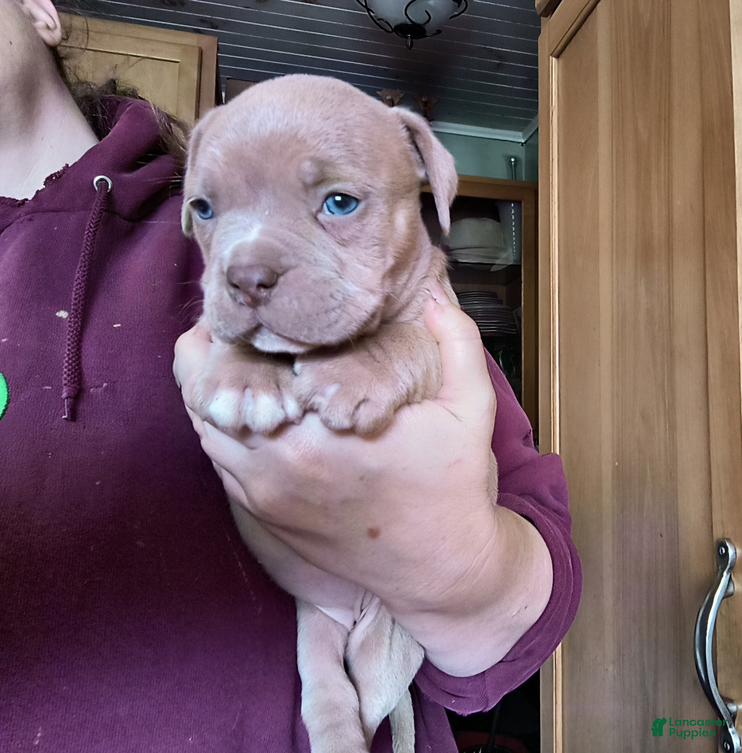 American Bully dogs American Bully Puppy 2 - Ad 1