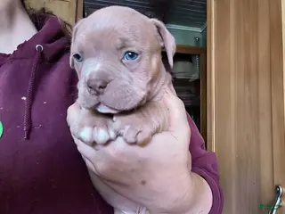 American Bully dogs for sale: American Bully Puppy 2 - Ad 2