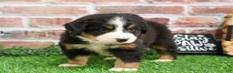 Bernese Mountain Dog dogs for sale: Gingerbread  - Ad 6